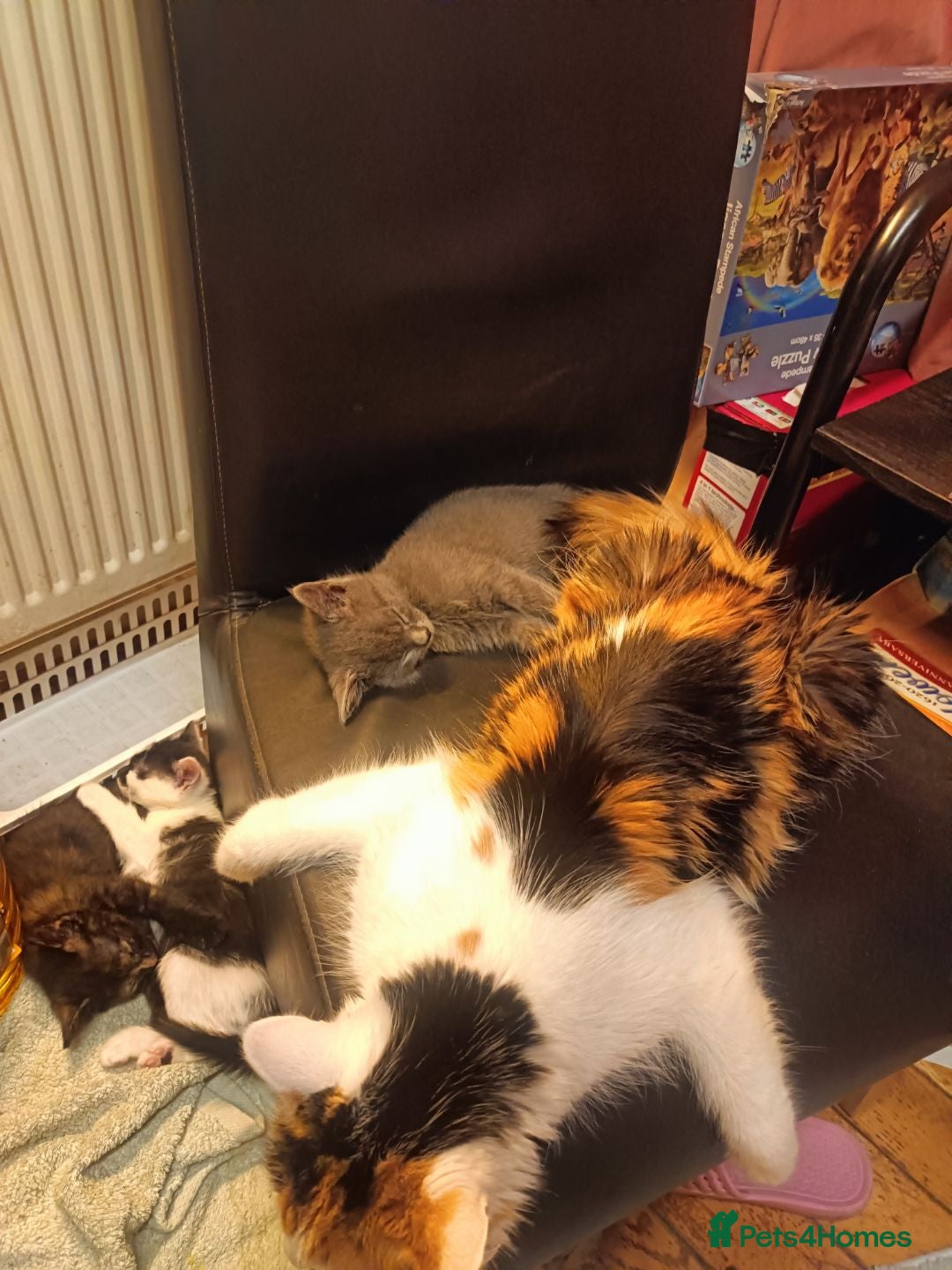 Mixed Breed cats for sale: 2 adorable kittens ready for their forever homes  - Advert 4