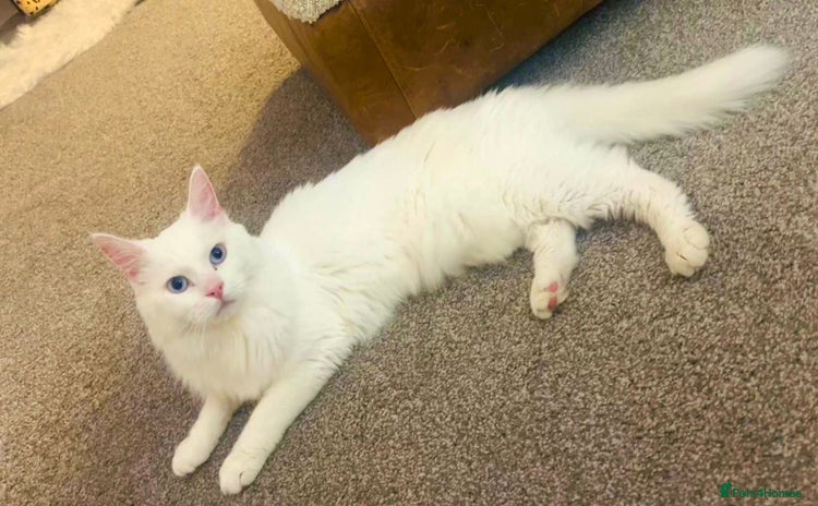 Turkish Angora cats - Advert 2