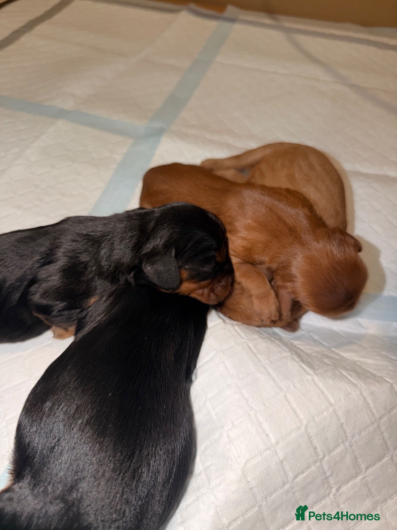 Cavalier King Charles Spaniel dogs Kc Cavalier King Charles - Advert 2