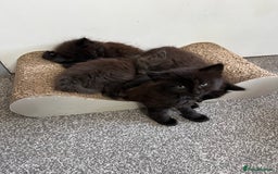 British Longhair cats for sale: 3 chocolate brown boys ready to leave  - Image 10