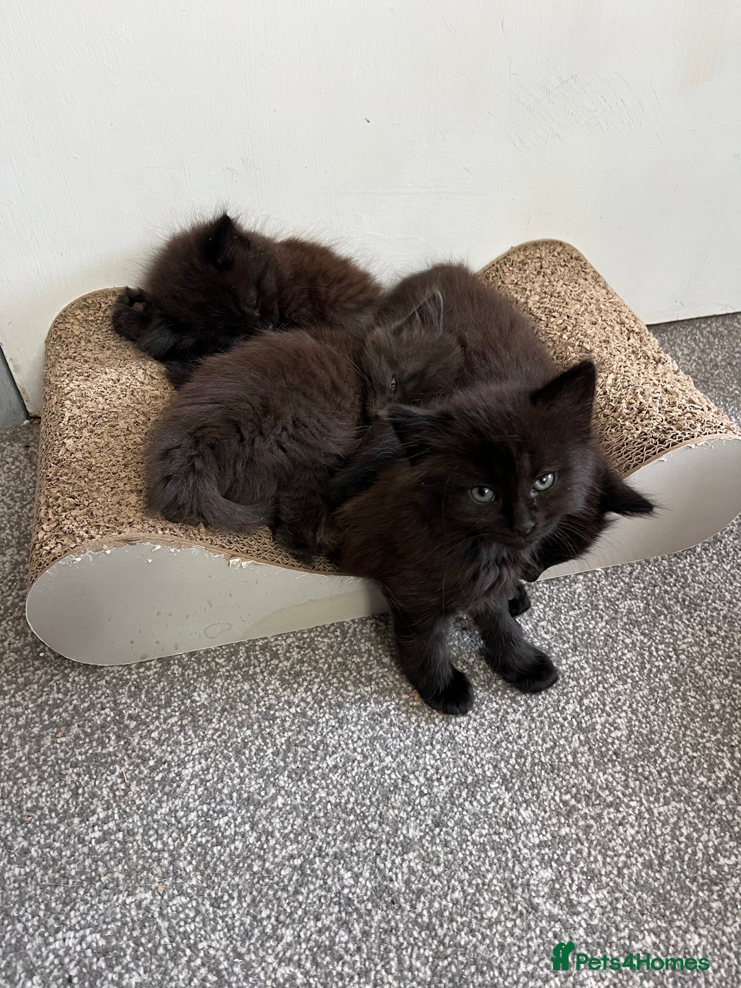 British Longhair cats for sale: 3 chocolate brown boys ready to leave  - Image 10