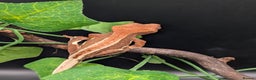 Gecko reptiles for sale: Mixed Morph Crested Gecko - Advert 6