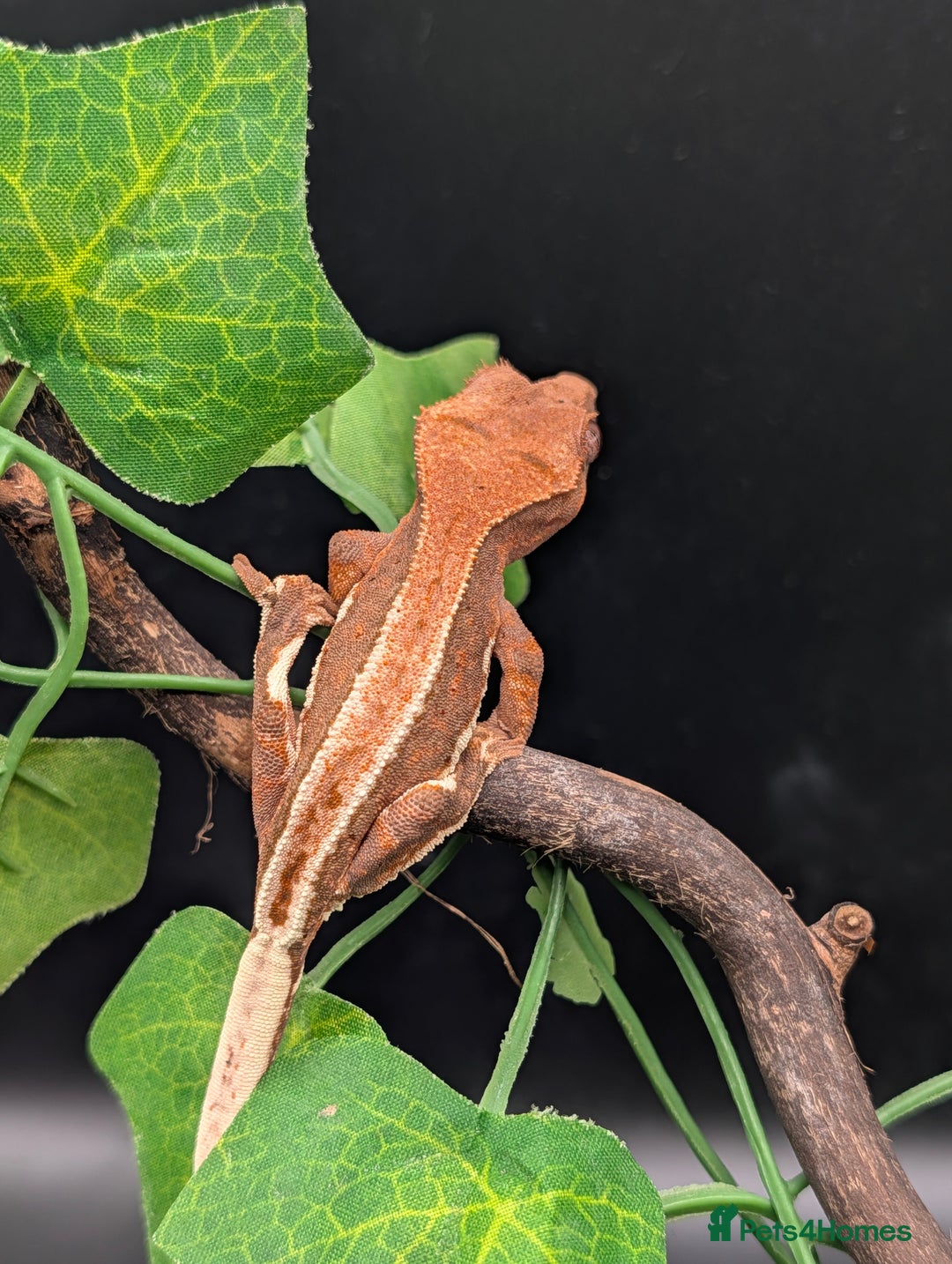 Gecko reptiles for sale: Mixed Morph Crested Gecko - Advert 6