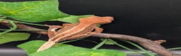 Gecko reptiles for sale: Mixed Morph Crested Gecko - Advert 7