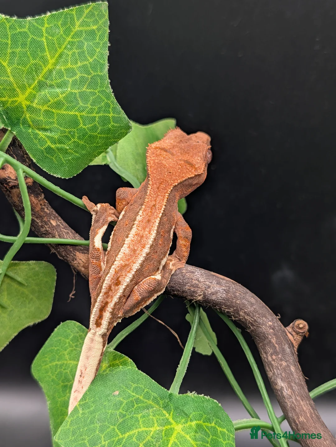 Gecko reptiles for sale: Mixed Morph Crested Gecko - Advert 7