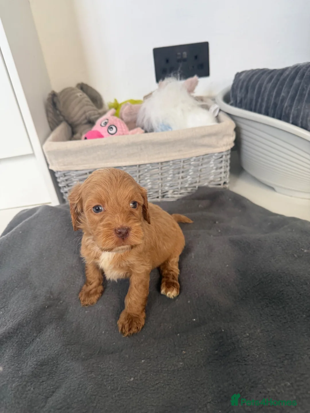 Cockapoo dogs for sale: cockapoo puppies  - Advert 25