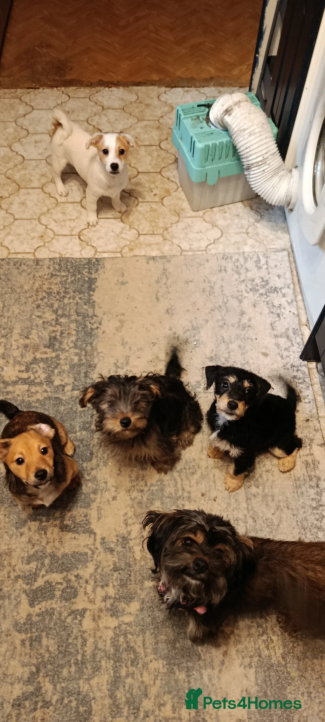 Mixed Breed dogs for sale: Healthy, Happy Puppies Available - Advert 7