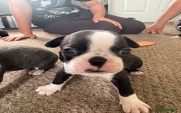 Boston Terrier dogs for sale: Beautiful Boston Terrier Puppies for Loving Homes - Image 17