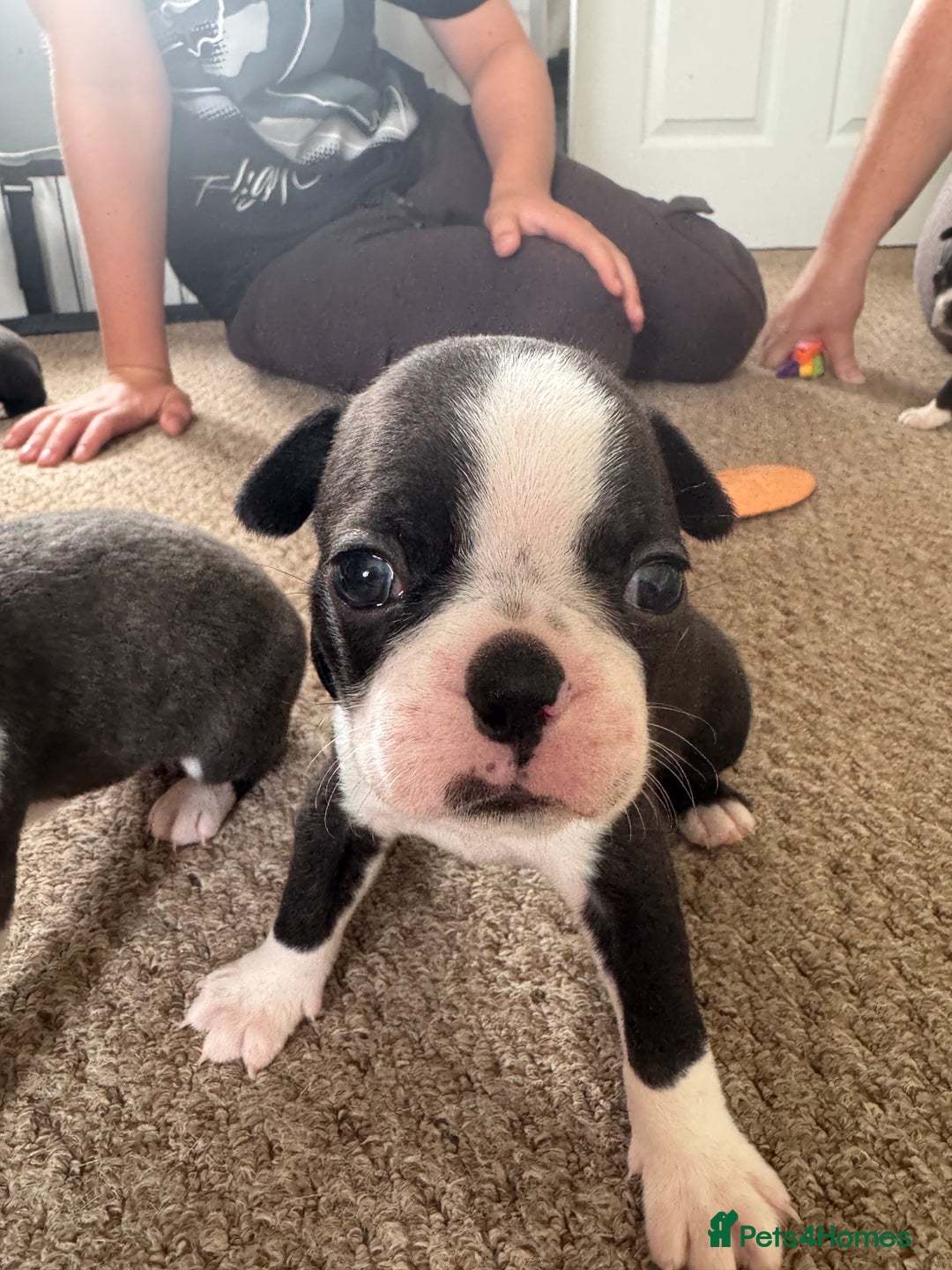 Boston Terrier dogs for sale: Beautiful Boston Terrier Puppies for Loving Homes - Image 17