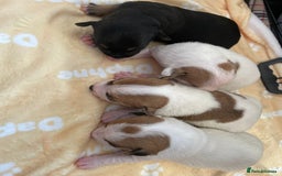 Mixed Breed dogs for sale: Jack chi puppies  - Image 17