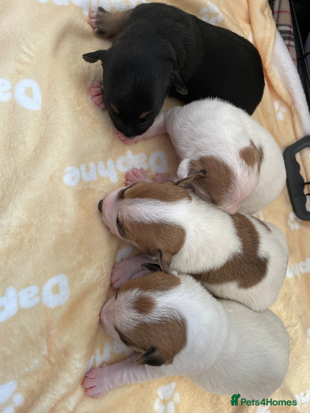 Mixed Breed dogs for sale: Jack chi puppies  - Image 17
