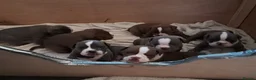 Olde English Bulldogge dogs for sale:  old time English bulldog puppies for sale!!! - Advert 7
