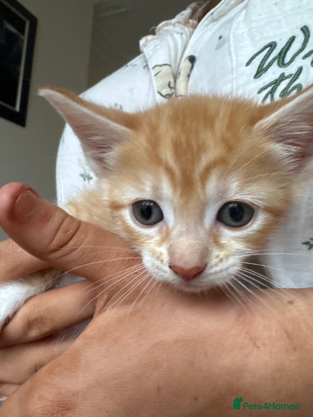 Mixed Breed cats for sale: Kittens  - Image 6