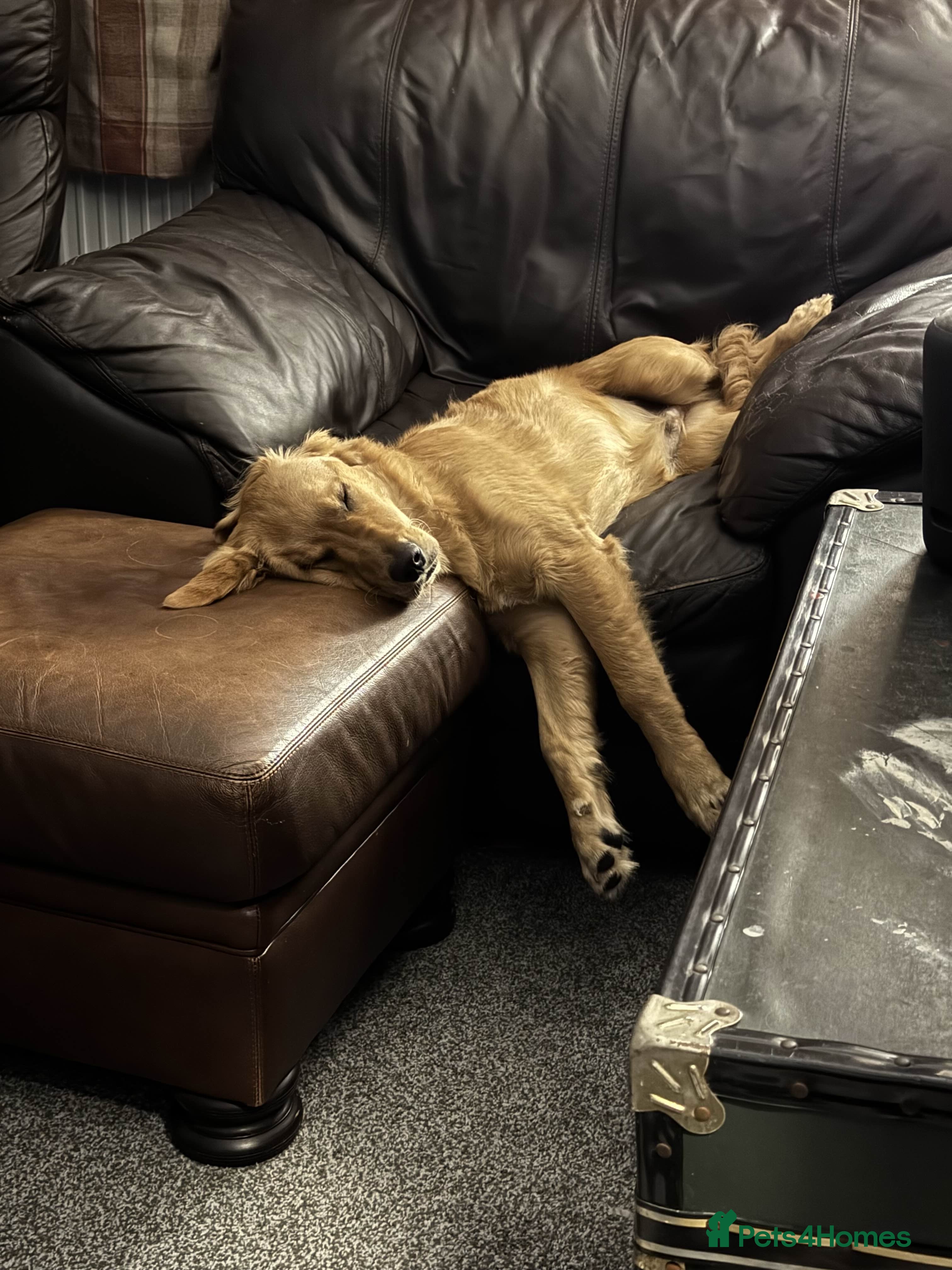 Golden Retriever dogs Meet Mylo! - Advert 3