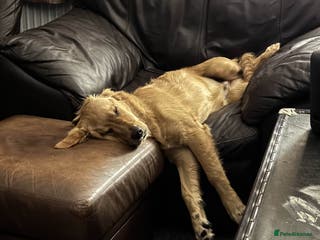 Golden Retriever dogs Meet Mylo! - Advert 3