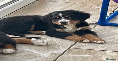 Bernese Mountain Dog dogs Stunning boys and girls - Advert 14