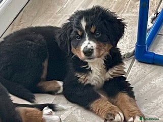 Bernese Mountain Dog dogs Stunning boys and girls - Advert 1