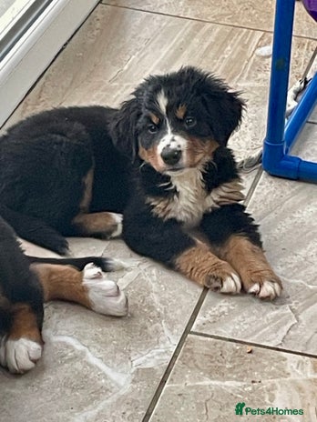 Bernese Mountain Dog dogs Stunning boys and girls - Advert 1