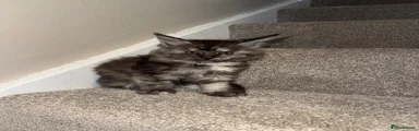 Maine Coon Kitten 6