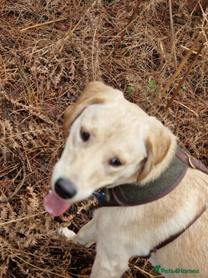 Labrador Retriever dogs Male Labrador retriever - Advert 2