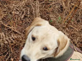 Labrador Retriever dogs Male Labrador retriever - Advert 7