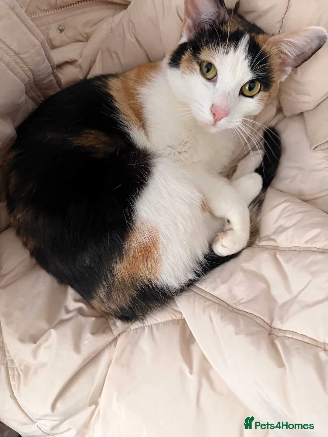 Mixed Breed cats for sale: Female cats from same litter. - Advert 1