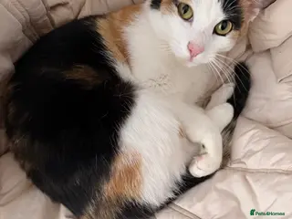 Mixed Breed cats Female cats from same litter. - Advert 17