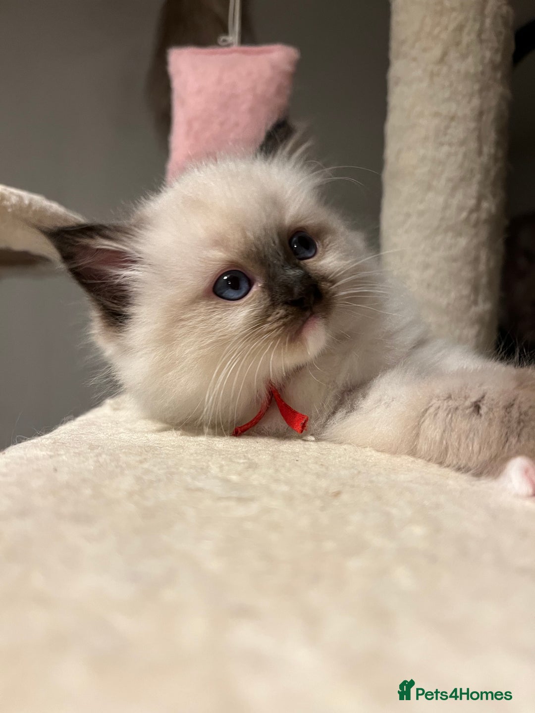 Ragdoll cats for sale: **LAST BOY** CHUNKY RAGDOLL KITTENS FOR SALE - Advert 5