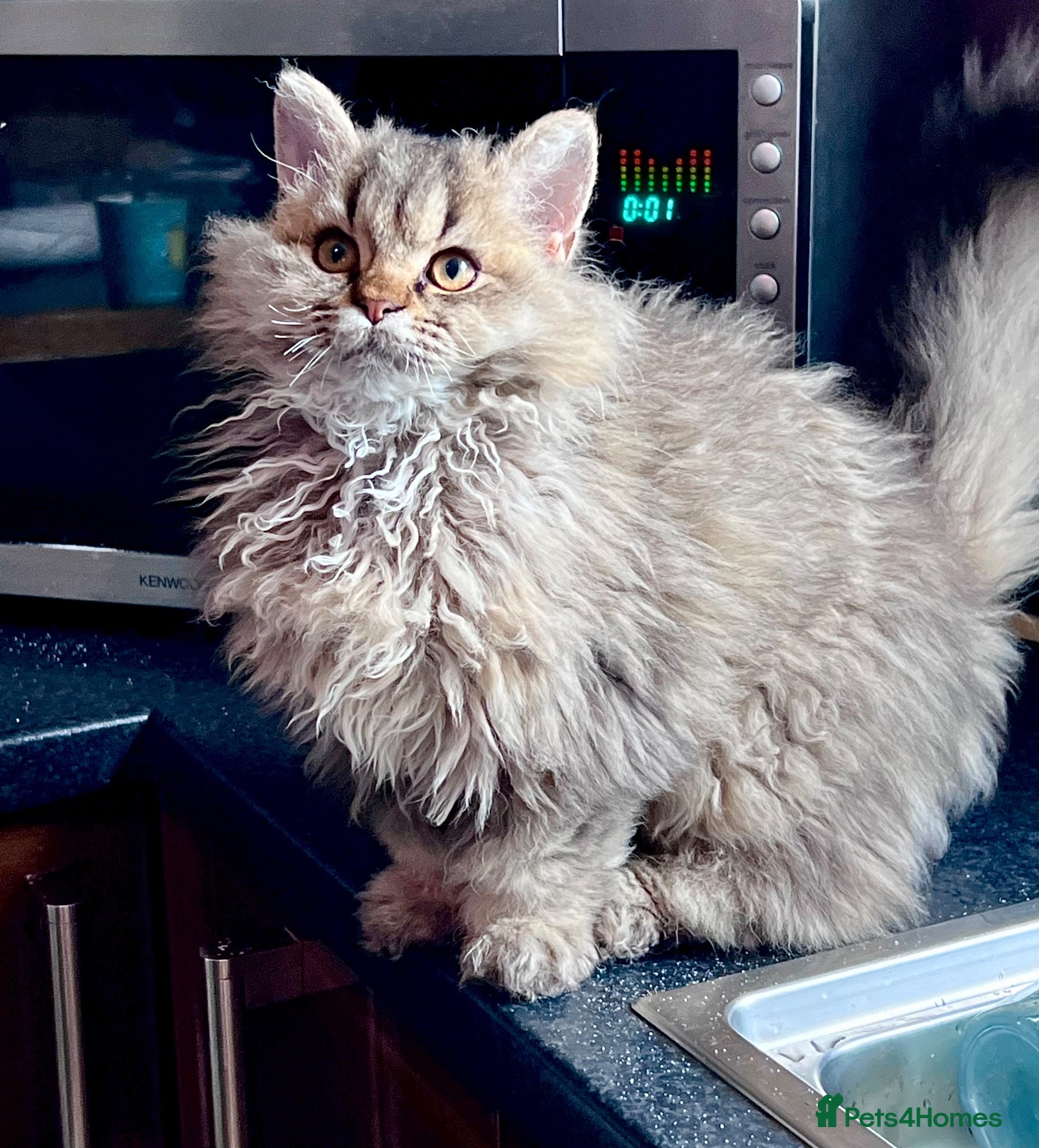 Selkirk Rex cats Gorgeous pure breed Selkirk rex kittens 😻 - Advert 1