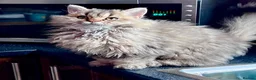Selkirk Rex cats for sale: Gorgeous pure breed Selkirk rex kittens 😻 - Advert 1