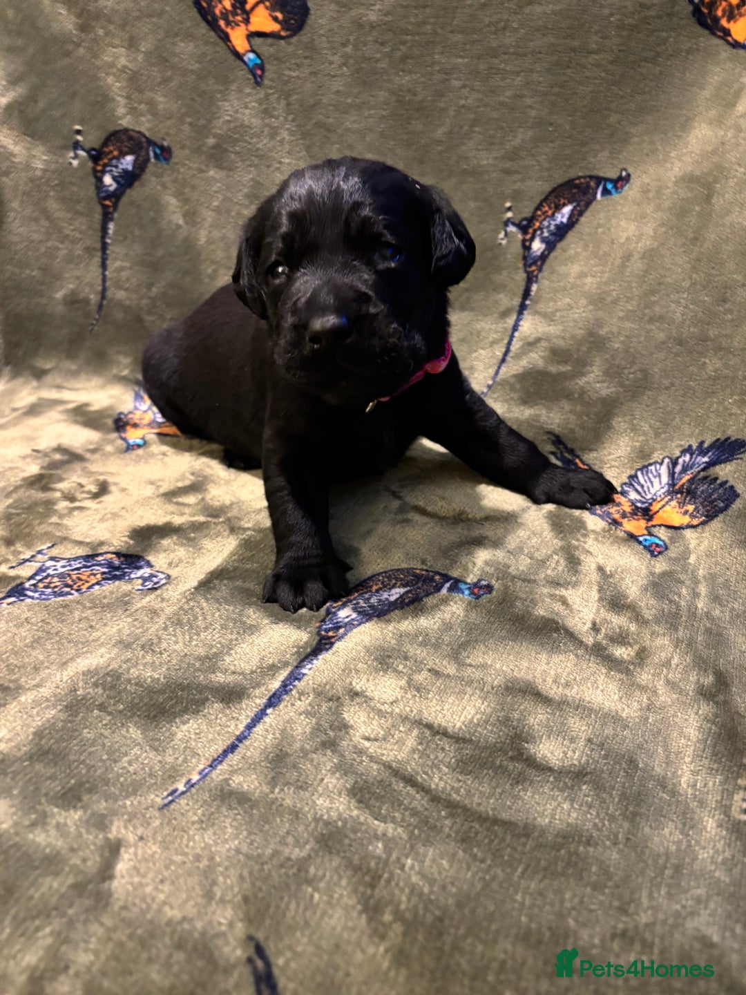 Labrador Retriever dogs for sale: Kc black Labrador puppies - Advert 1