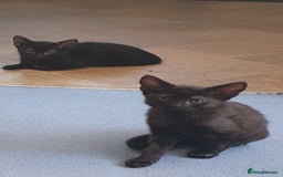 Mixed Breed cats for sale: 5 sweet and purr-fect chocolate brownie babies 🐾 - Image 18