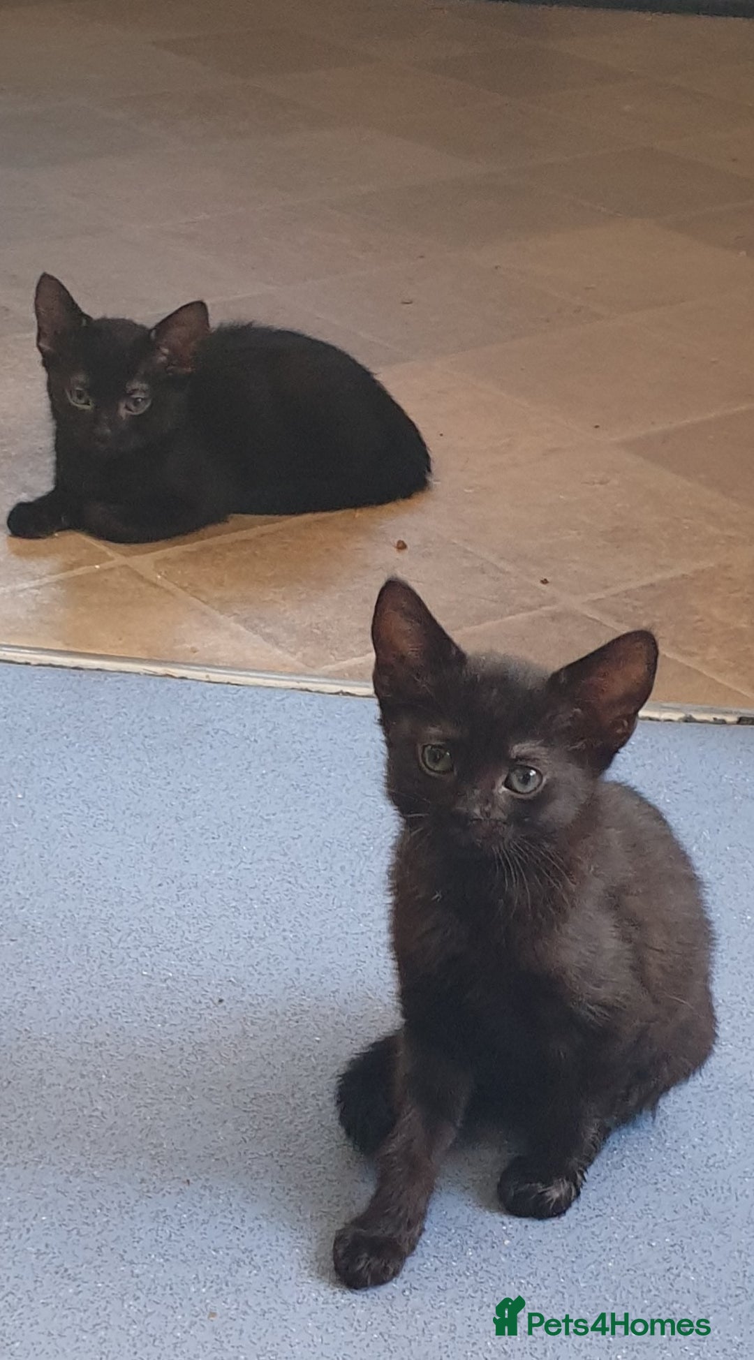Mixed Breed cats for sale: 5 sweet and purr-fect chocolate brownie babies 🐾 - Image 18