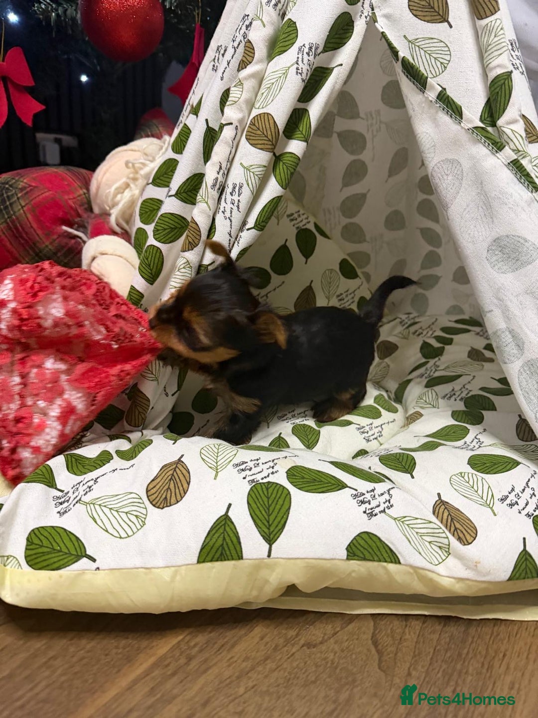 Yorkshire Terrier dogs for sale: Yorkshire Terrier puppies looking for new homes  - Advert 17