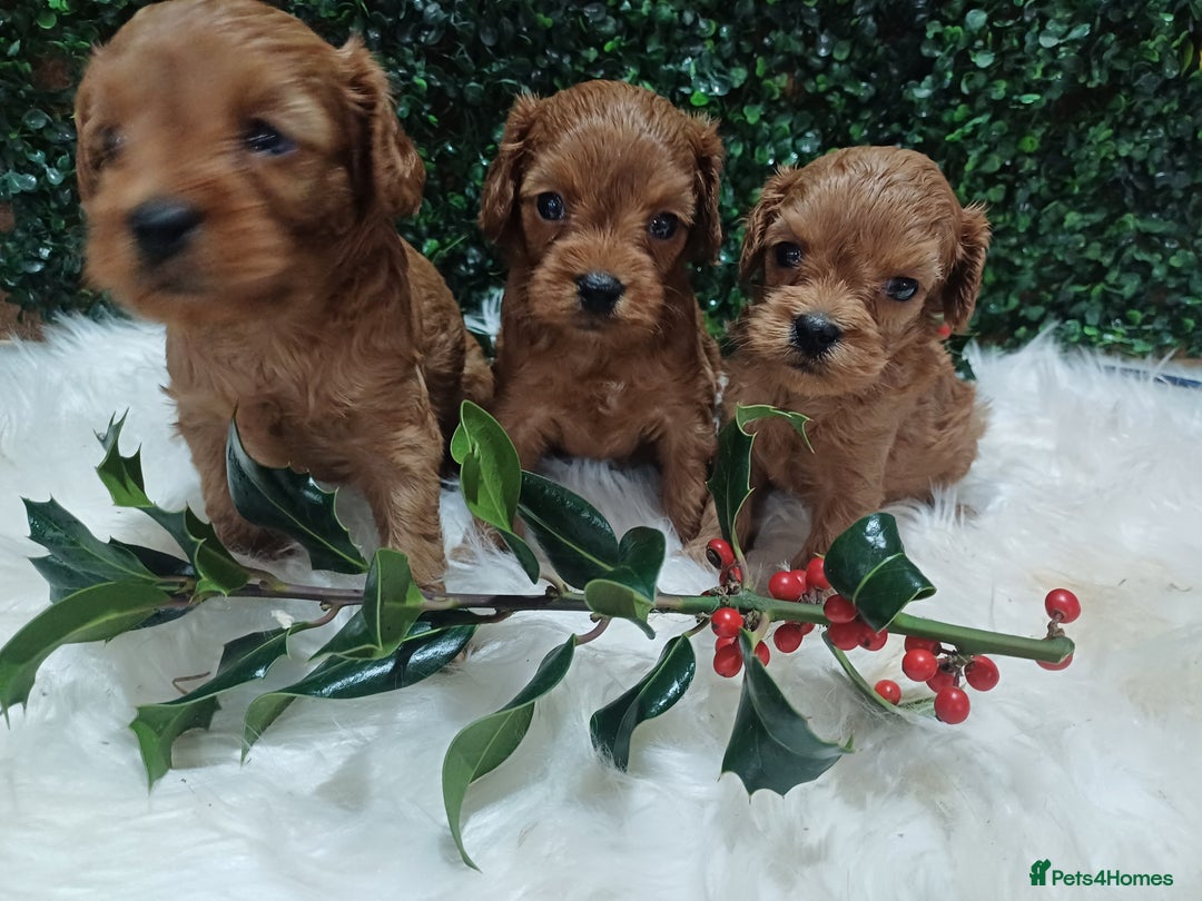 Cavapoo dogs for sale: Gorgeous red toy cavapoos  - Advert 12