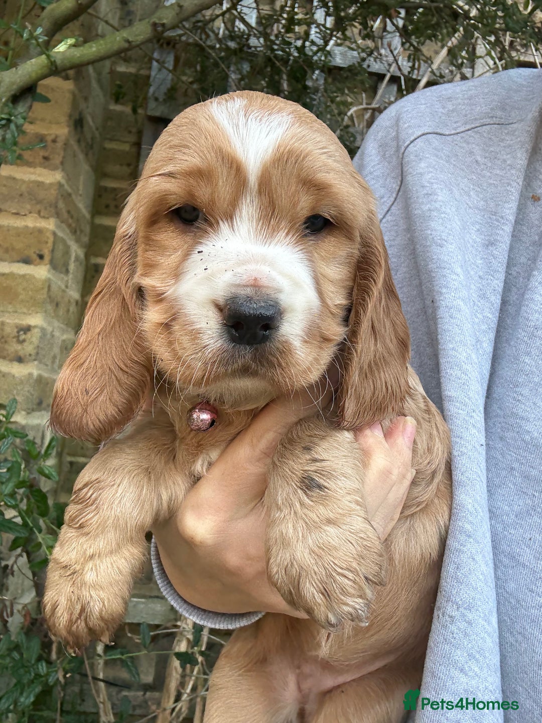 Cocker Spaniel dogs for stud: 🌟 🌟 🌟 English cocker spaniel for stud  in Hook - Advert 13