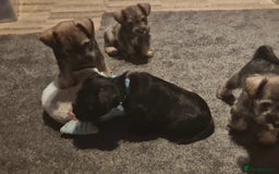 Miniature Schnauzer dogs for sale: Miniature Schnauzer puppies kc reg Ready to view - Image 23