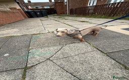 Miniature Dachshund dogs for stud: Isabella & Tan Miniature Daschund Stud - Image 3