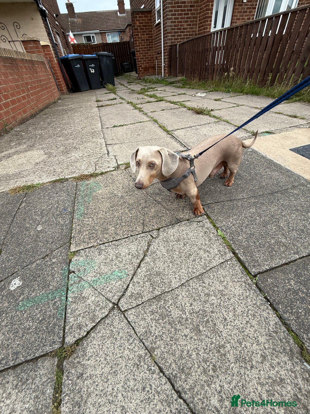 Miniature Dachshund dogs for stud: Isabella & Tan Miniature Daschund Stud - Image 3