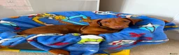 Dachshund dogs for sale: Red Chocolate Dacshund 6 month old puppy  - Advert 11
