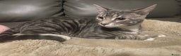 Bengal cats for sale: Stunning 6 Month Old Bengal Boy - Advert 2