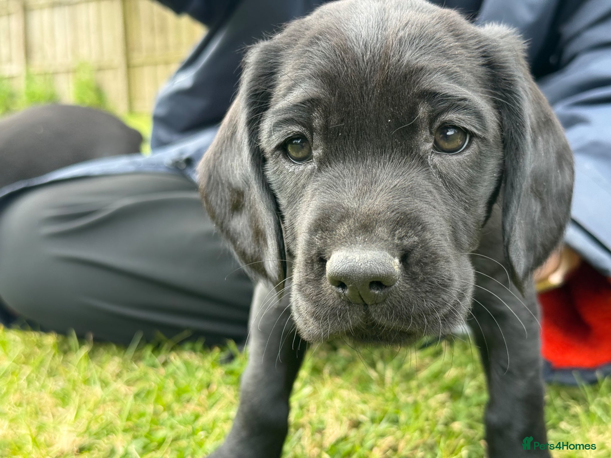 Springador dogs for sale: Spaniel x Labrador puppies  - Advert 18