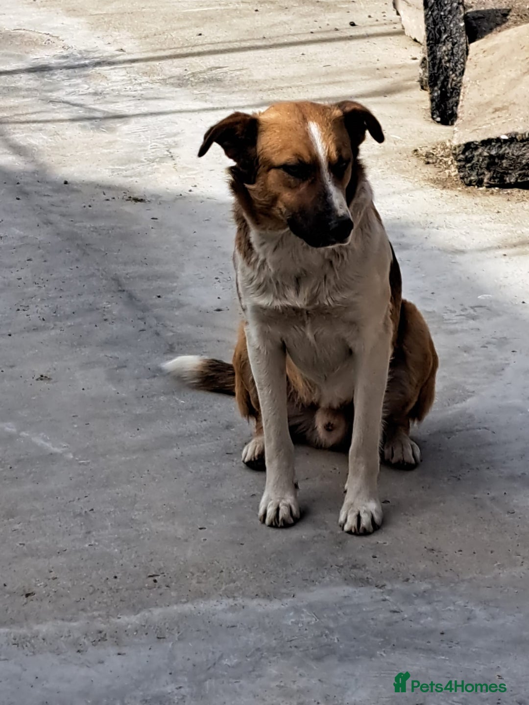 Mixed Breed dogs for adoption: BENNY - a faithful dog for a Loving Home - Image 16