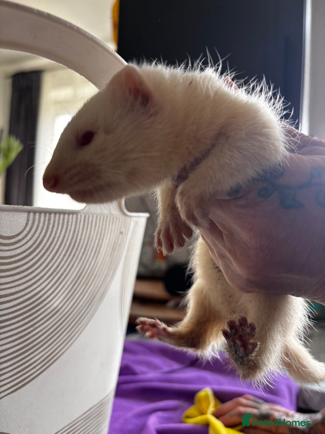 Ferret rodents for sale: Albino ferrets  - Image 5