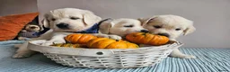 Golden Retriever dogs for sale: Outstanding Kc registered Golden Retriever puppies - Advert 2