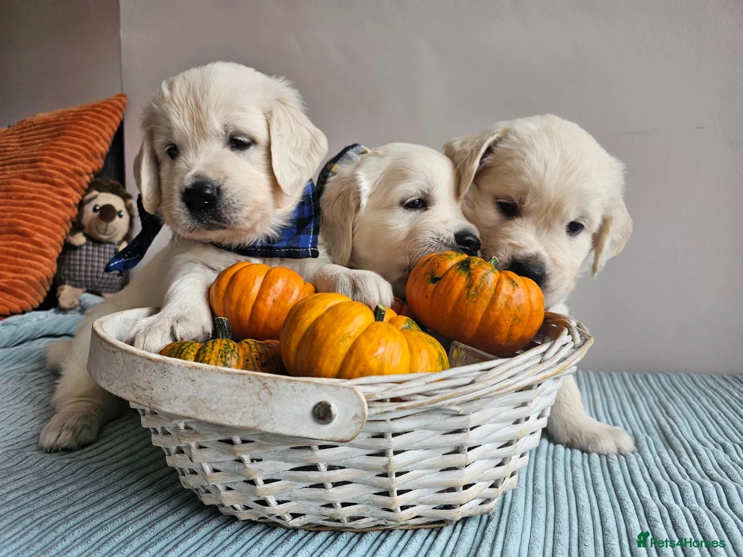 Golden Retriever dogs for sale: Outstanding Kc registered Golden Retriever puppies - Advert 2