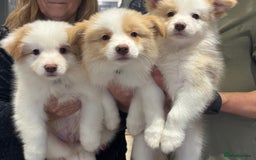 Border Collie dogs for sale: KC SHOWLINE CHAMPIONSHIP BLOODLINES🏅 - Image 1