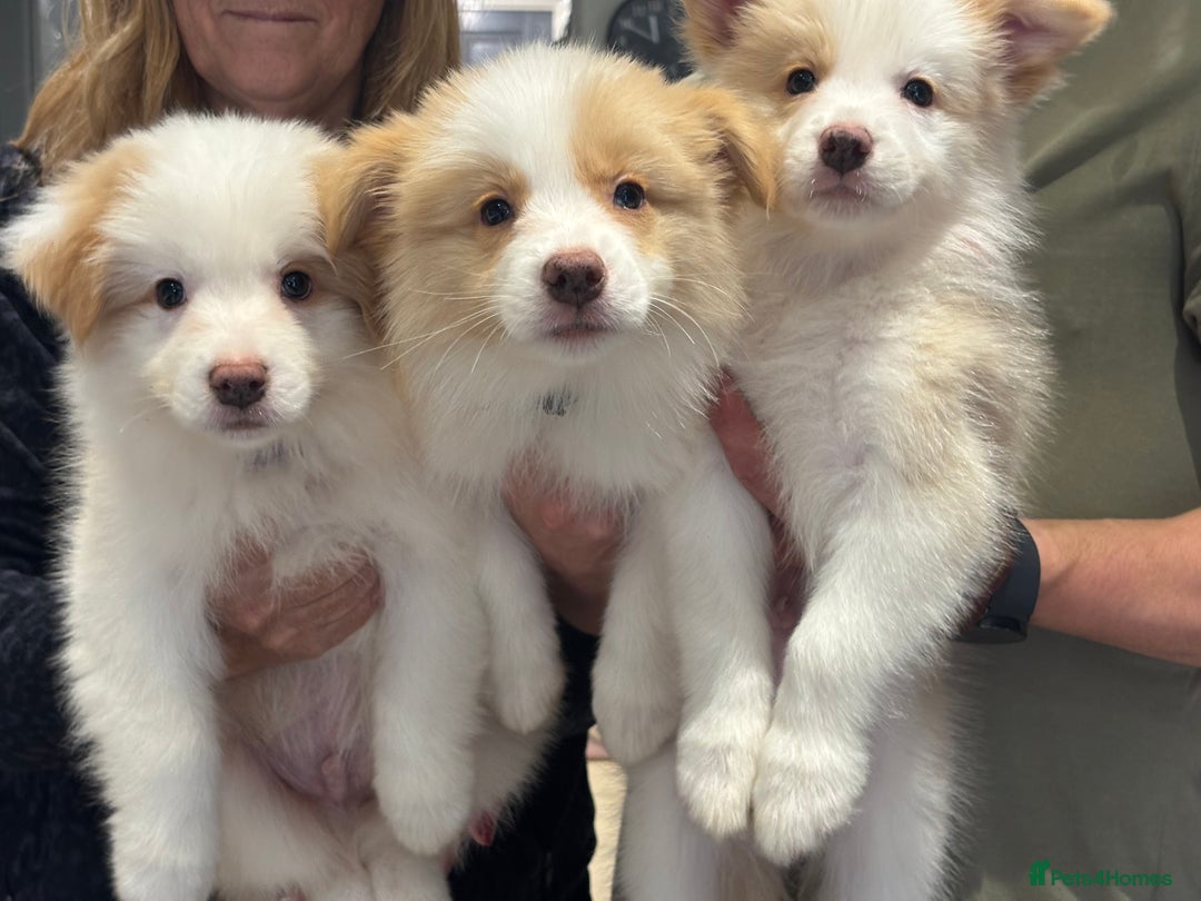 Border Collie dogs for sale: KC SHOWLINE CHAMPIONSHIP BLOODLINES🏅 - Image 1