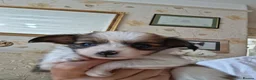 Papillon dogs for sale: Fully Health Tested Papillon Puppies for Sale - Advert 6