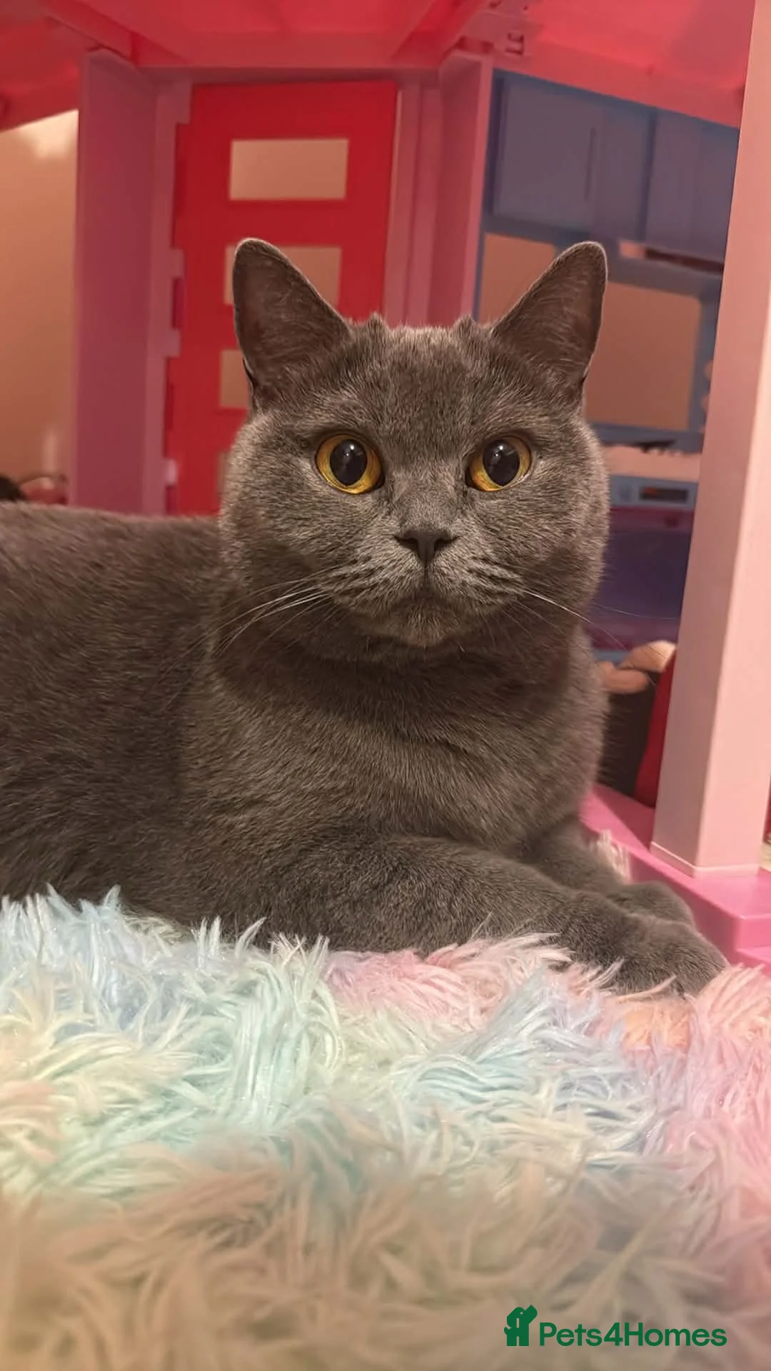 British Shorthair cats for sale: GCCF BSH & BSL show quality Champions - Advert 3